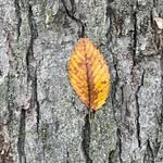 Brian Beaty - @b2arboriculture - Instagram
