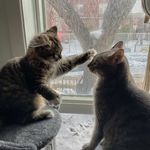Brian & Bella’s Adventures - @midtownfloof - Instagram