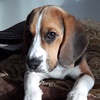 brian - @brian_beagle - TikTok