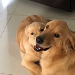 Brian Bento - @brianbento2016 - Instagram