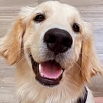 @brian_bernardo_golden - Instagram
