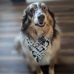 Brian Bible - @brian_the_dog_groomer - Instagram