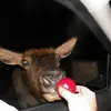 Brian Boltz - @brianboltz2 - TikTok