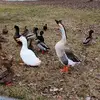 Brian Boltz - @brian.boltz0 - TikTok