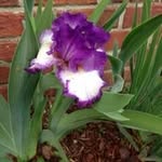 Brenda Boteler Bryant - @brenda.bryant3 - Instagram