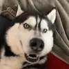Bryan Boulanger - @bryanboulanger0 - TikTok