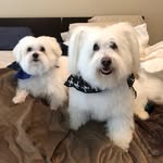 Brian & Stewie - ATL Brothers - @briannstewie - Instagram