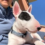 Brian- bull terrier miniature - @brian_bull_terrier_miniature - Instagram