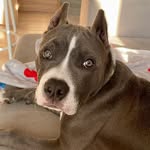 Brian American Bully - @brian_bully - Instagram