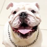 Brian Toretto ⭐️ - @_brianbulldog - Instagram