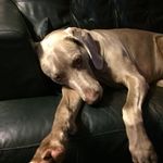 Brian W Bundy - @neely_the_weimaraner - Instagram