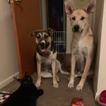 Brian Cason - @pss.pets - Instagram
