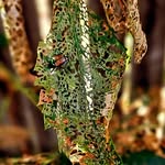 Brian Cavender Seafoam - @seafoam_brian_cavender - Instagram