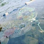 Brian Chan - @brianchanflyfishing - Instagram