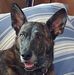 Brian Chinn - Facebook