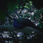 Brian Chiu - @_brian_chiu_ - Instagram