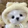 Funny pet - @brian.conrad796 - TikTok