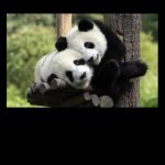 Brian Conte - @pandalover123456789 - Instagram