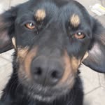 Brian cortés :)) - @brianthedog_0207 - Instagram