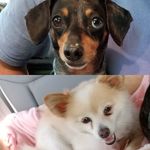 Brian Cottingham - @marymaydoxie - Instagram