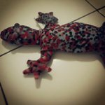 Brian Cottle - @roctecli - Instagram