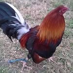 Brian Courson - @bickleybirdman - Instagram