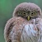 Brian M. Crabtree - @fat_owlbert - Instagram