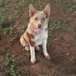Murphy (Brian Crabtree Dog) - @murphybriancrabtreedog - Instagram