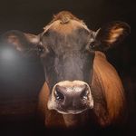 Brian Crager - @cowtippermoo - Instagram