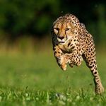 Brian Crenshaw - @brian.crenshaw.106 - Instagram