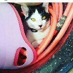 Bryan crônno - @briancronno - Instagram