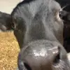 BrianCrowley2 - @brian.crowley2 - TikTok