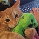 НА АВЕ СТОИТ ТИГРА!!! - @briancrushlol - Instagram
