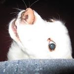 Brian Culley - @culleybrian - Instagram