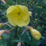 Brian Cumming - @dalstongardener - Instagram