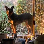 Sprocket the dog - @brian.cumming.796 - Instagram