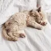 Nikhil_Jamwal - @bbrian.cunniff - TikTok