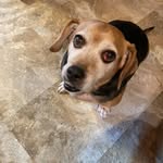 Brian Currier - @rat.rodder - Instagram