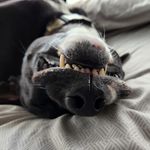 Brian Daigle - @daiglebrian - Instagram