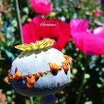 Brianda Ocani Urbina Garcia - @briandaocani - Instagram