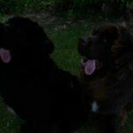 Brian Deamer - @2_newfiedad - Instagram