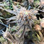 Brian Dekker - @bdekker420 - Instagram