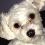 @brian_de_vries - Instagram