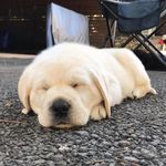 Digby - @faer_sir_digby_brian - Instagram