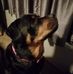 Brion Dingman - Facebook