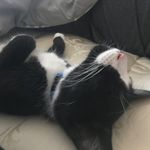 Brian Doucette - @brianthetuxedokitty - Instagram