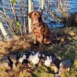 Brian Downie - @downie971 - Instagram