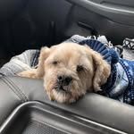 Brian Downie - @bkdownie - Instagram