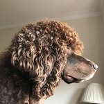 Brian Downie - @downie.brian - Instagram