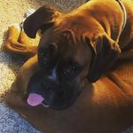 Brian Durling - @calmyourselfdurling - Instagram